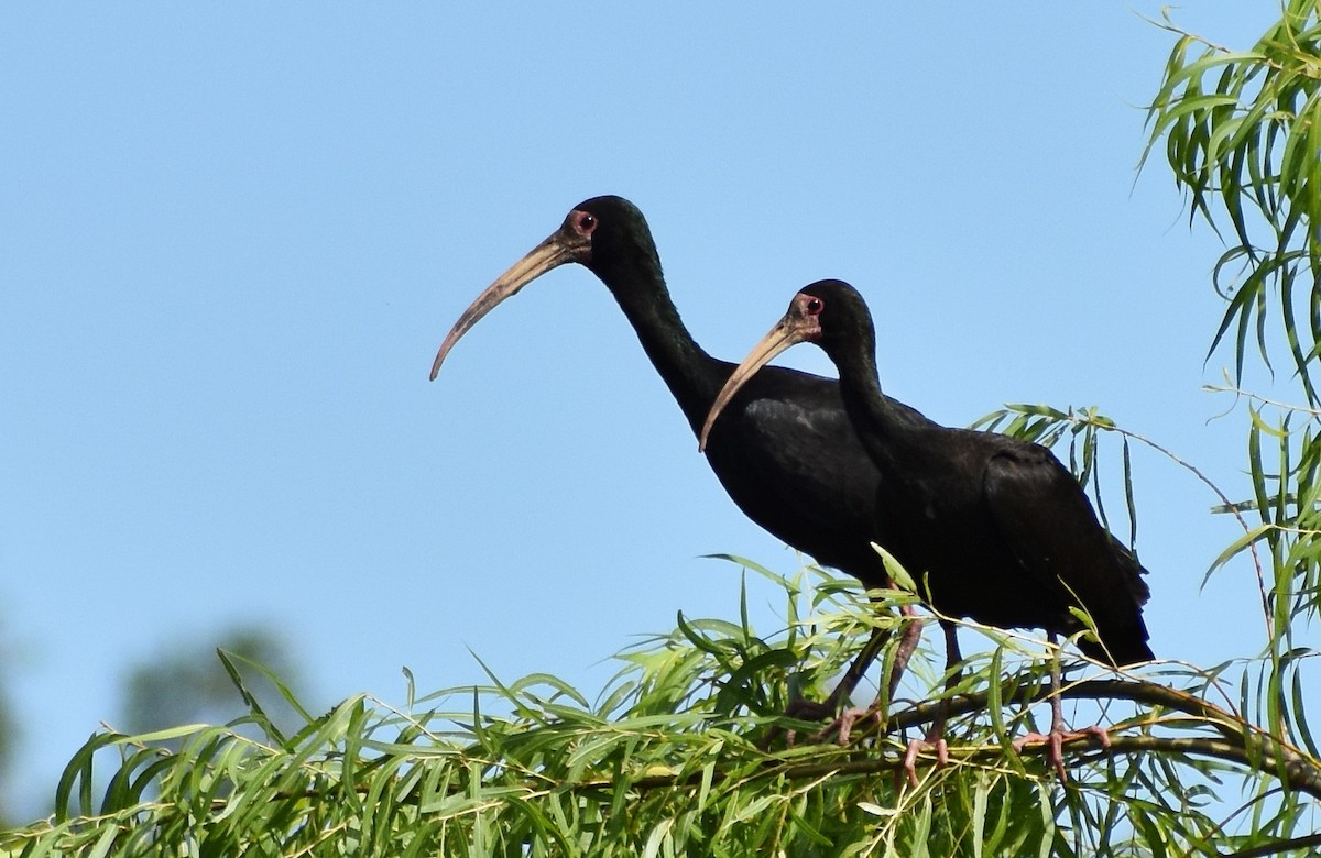 Bare-faced Ibis - ML136387561