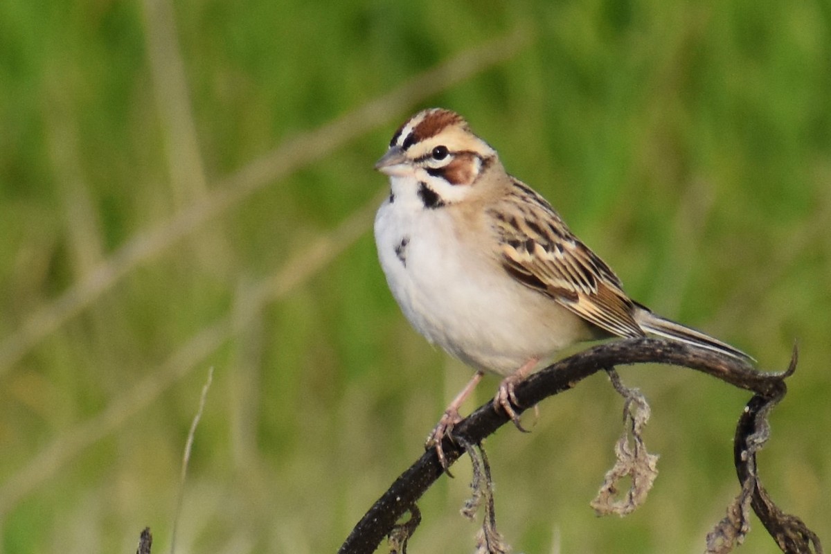 Lark Sparrow - ML136387651