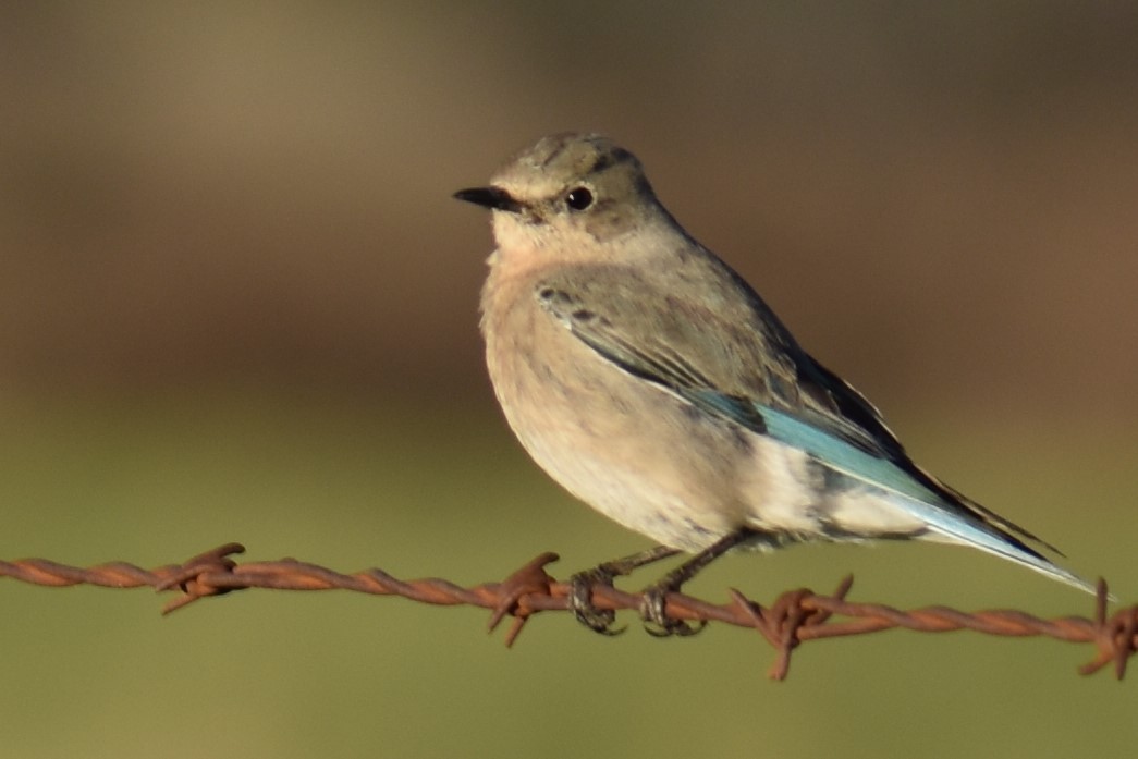 Mountain Bluebird - ML136387721