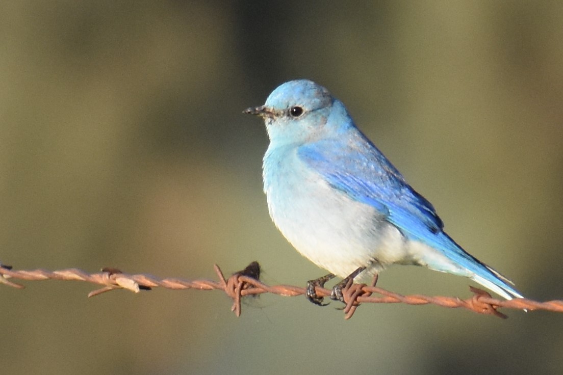 Mountain Bluebird - ML136387731