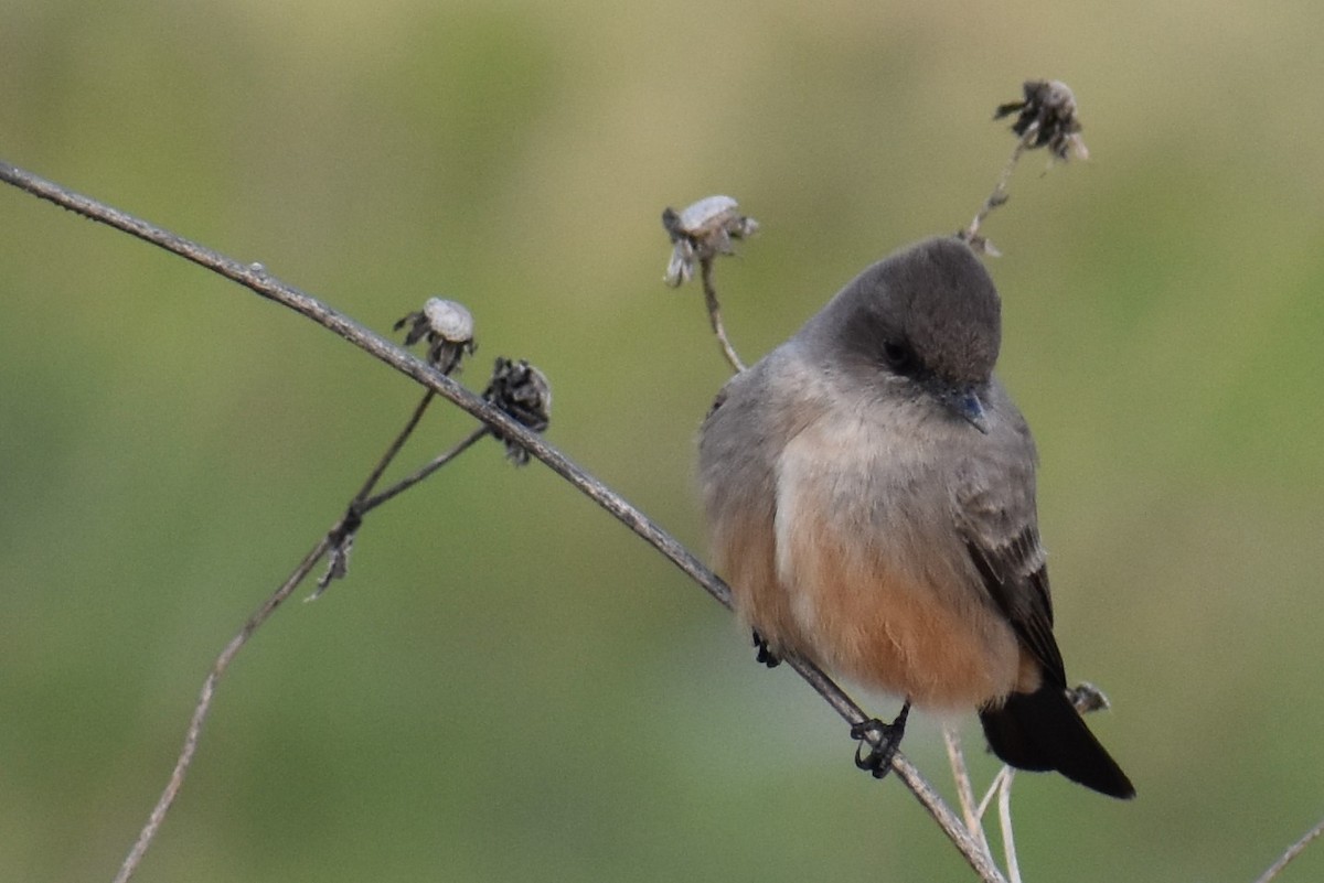 Say's Phoebe - ML136387781