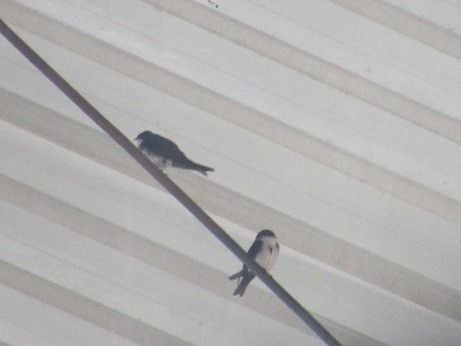 Blue-and-white Swallow - ML136387941