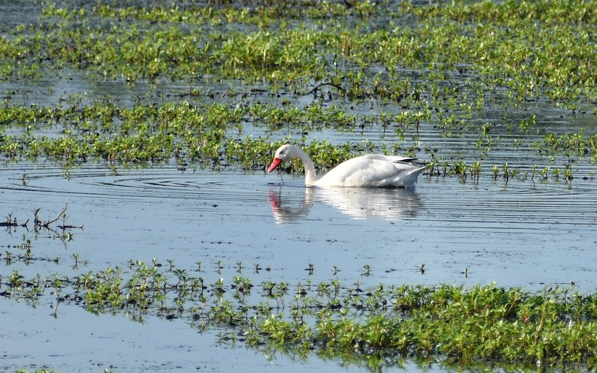 Coscoroba Swan - ML136388451