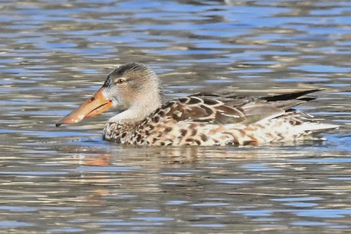 Northern Shoveler - ML136390951