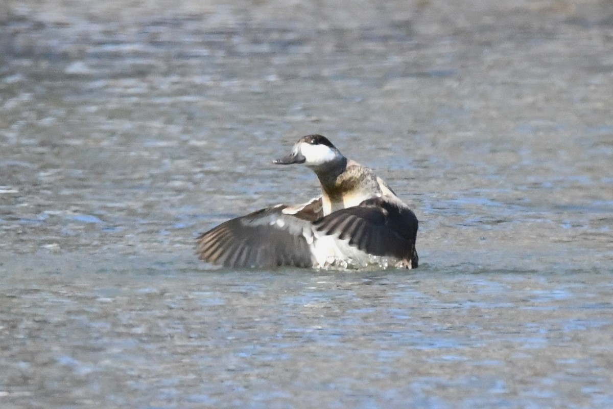 Ruddy Duck - ML136391351
