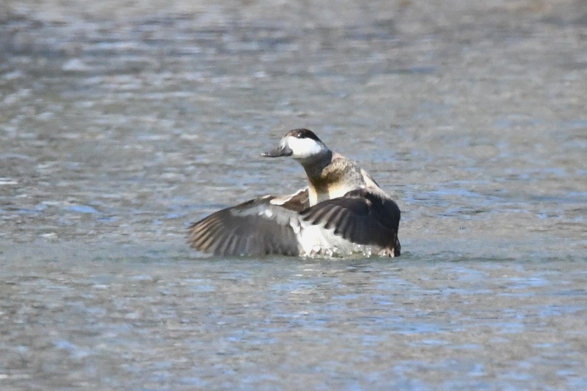 Ruddy Duck - ML136391351