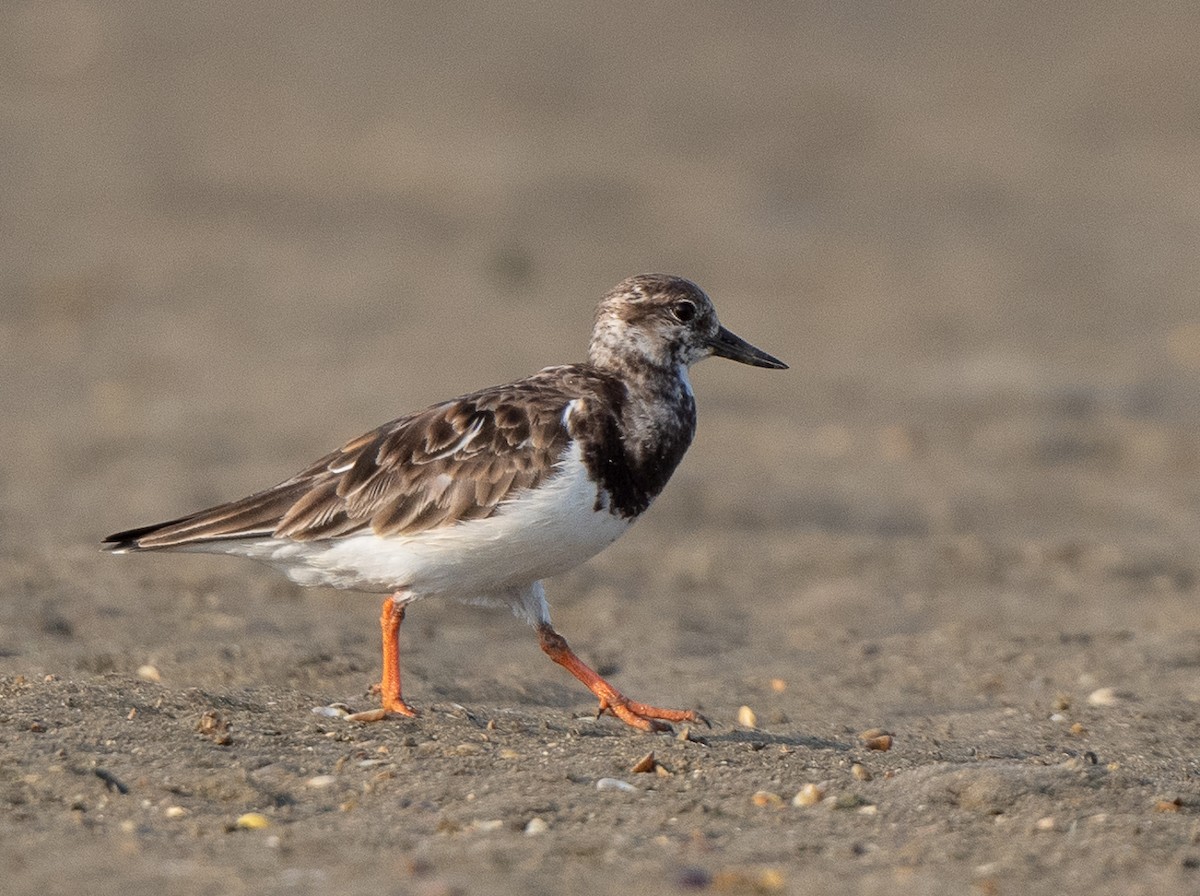 Ruddy Turnstone - ML136391721