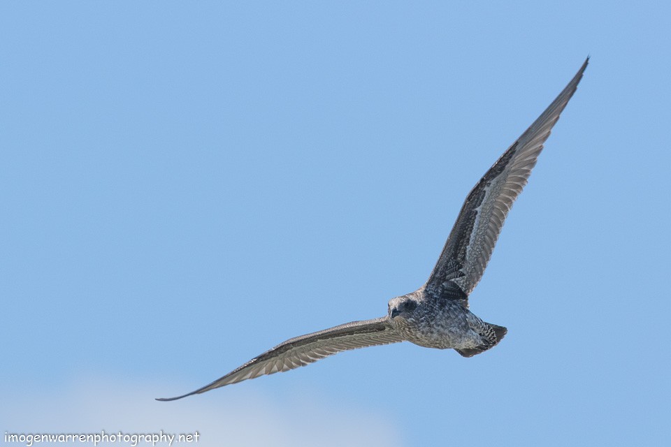 Kelp Gull - ML136392361