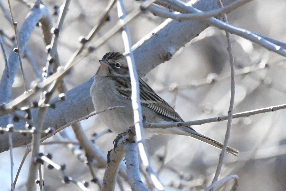 Chipping Sparrow - ML136393151