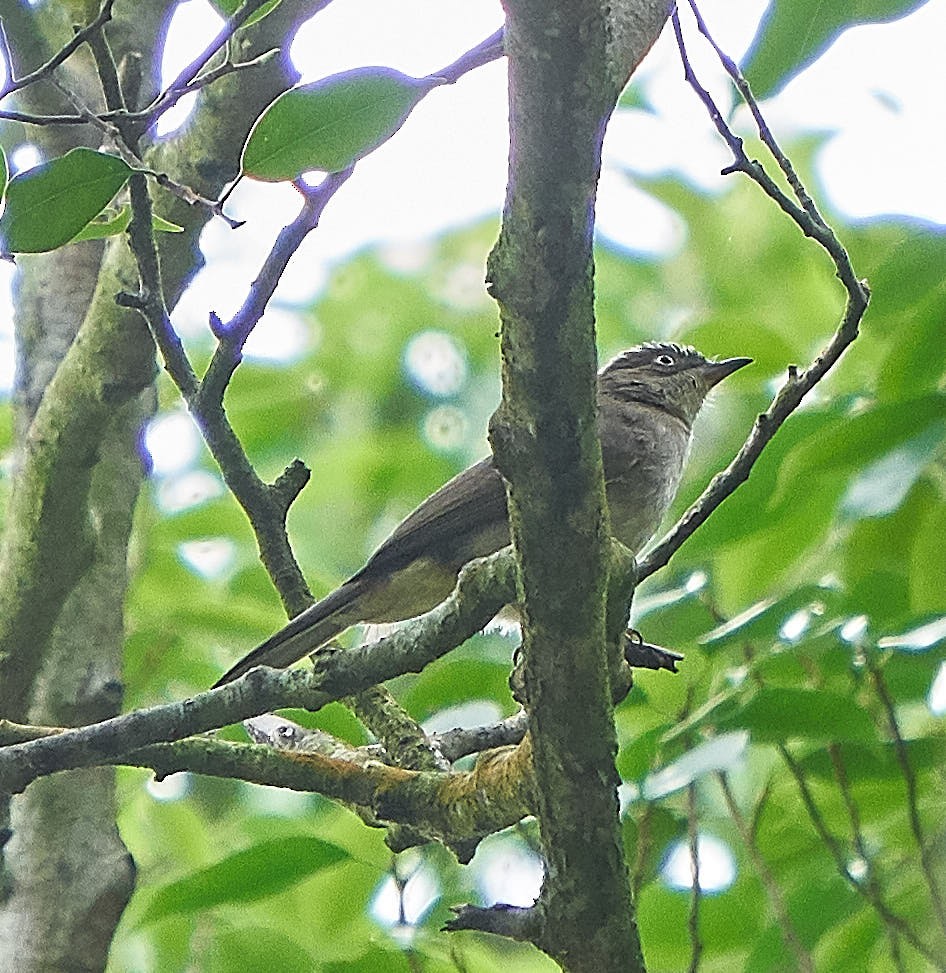 Cream-vented Bulbul - ML136395291