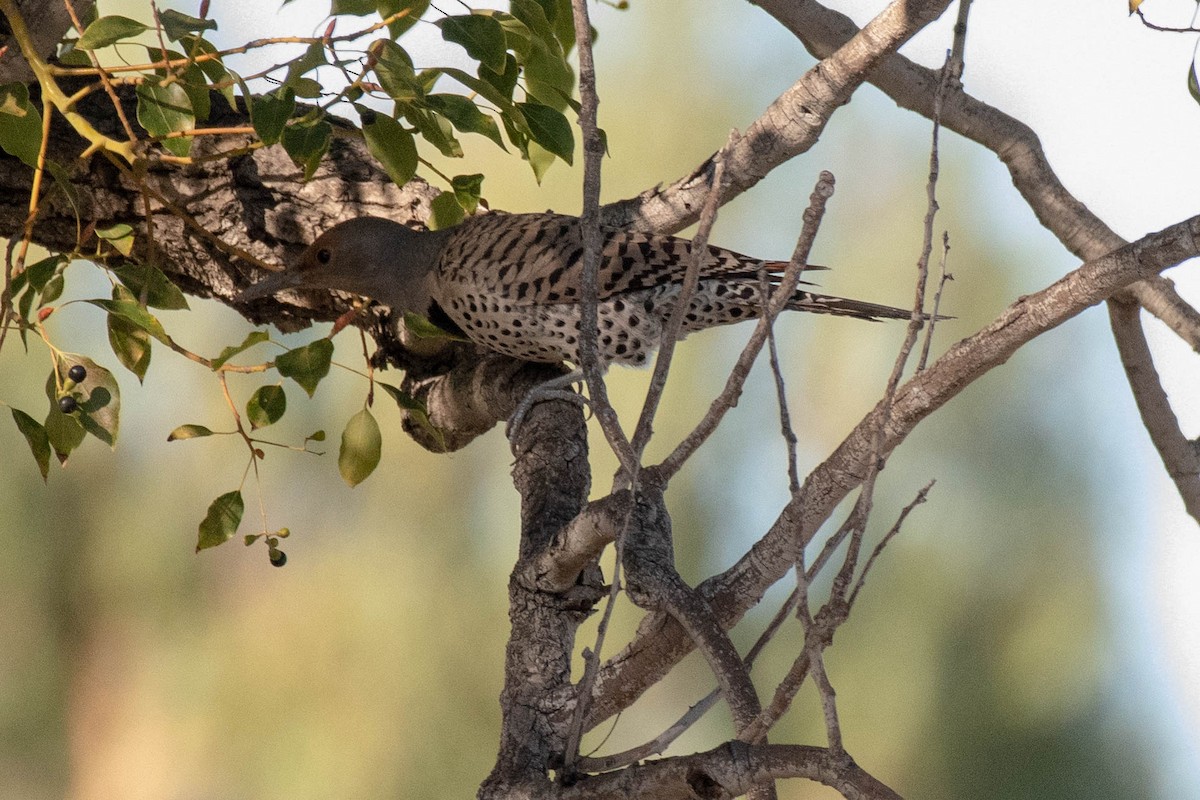 Northern Flicker - ML136396511