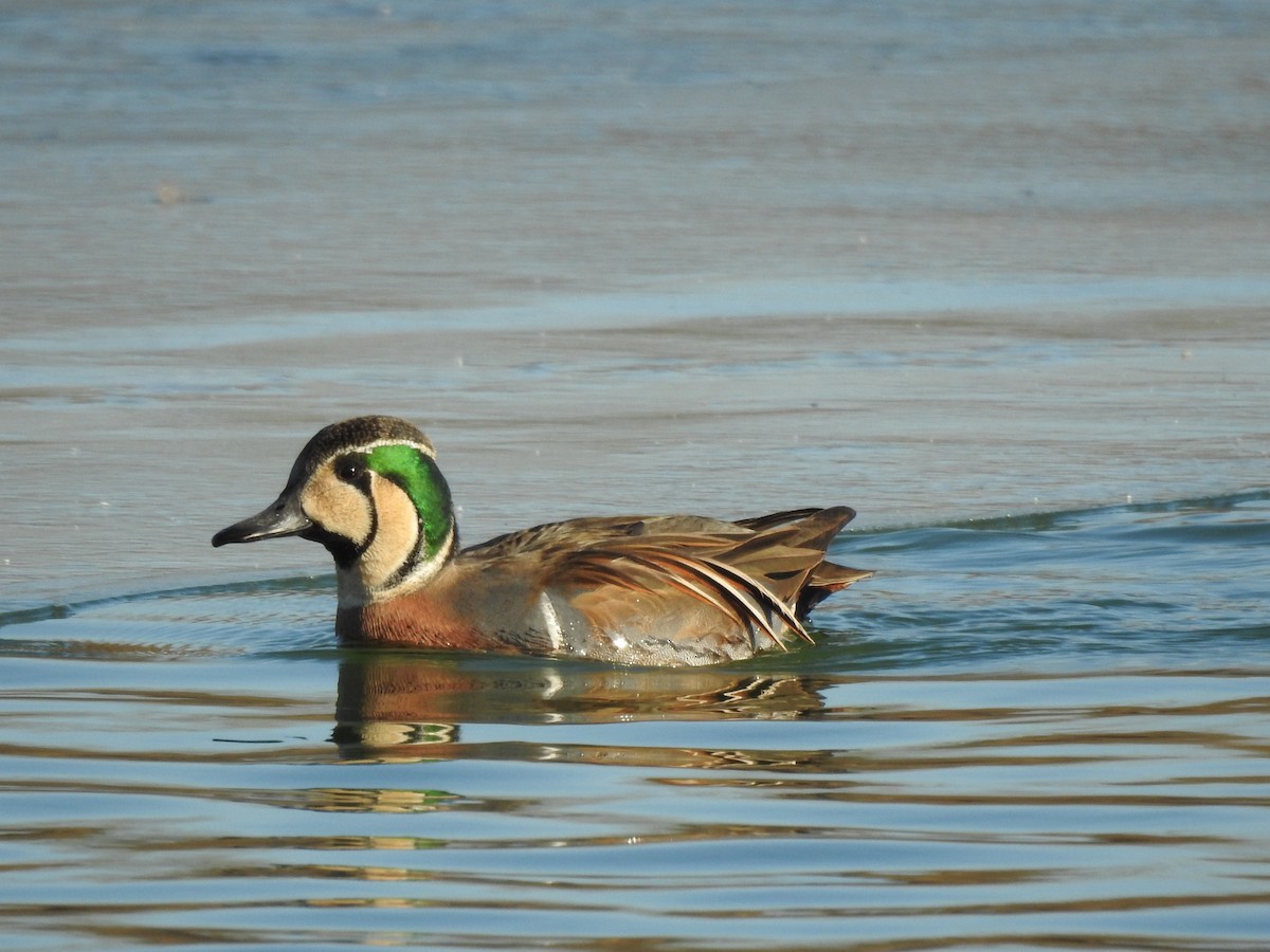 Baikal Teal - ML136397401