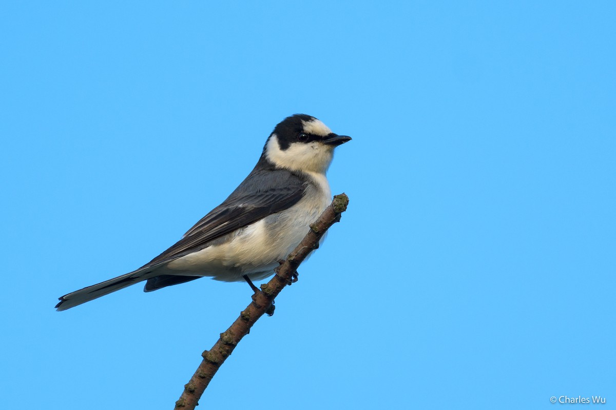 Ashy Minivet - Charles Wu