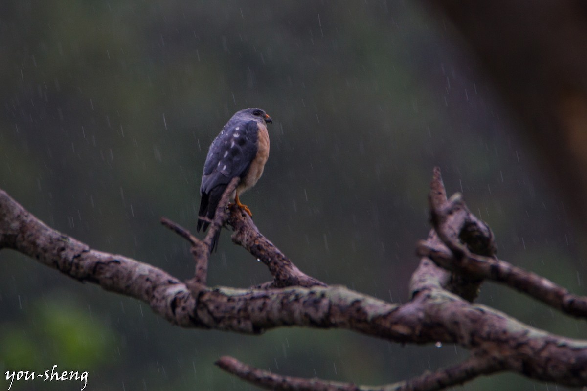 Chinese Sparrowhawk - You-Sheng Lin