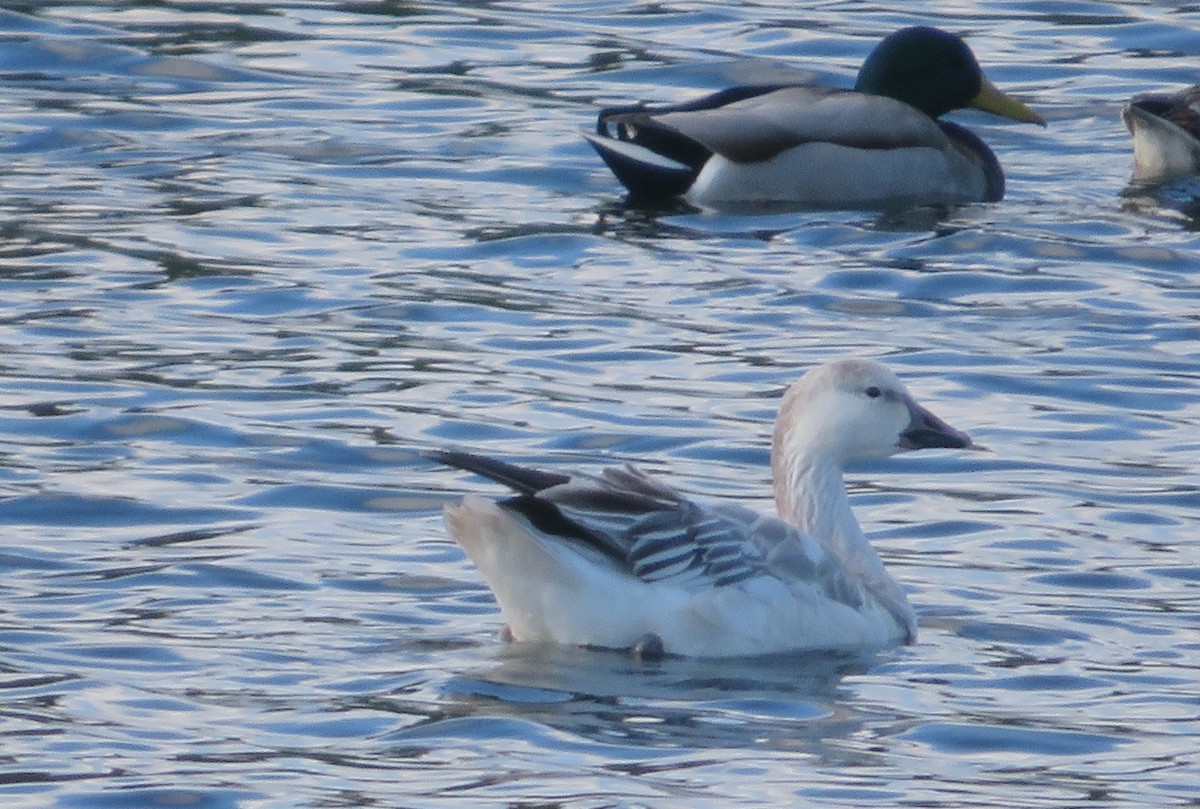 אווז שלג - ML136399341