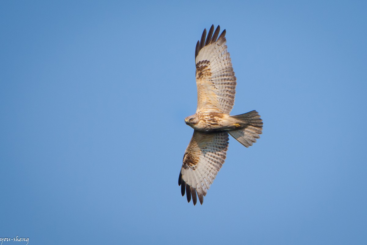 Eastern Buzzard - You-Sheng Lin