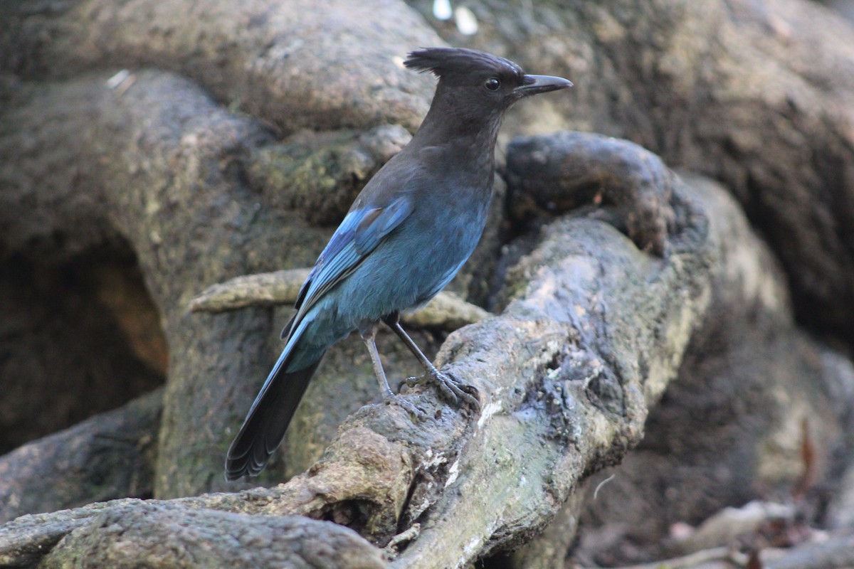 Steller's Jay - Keith Maley