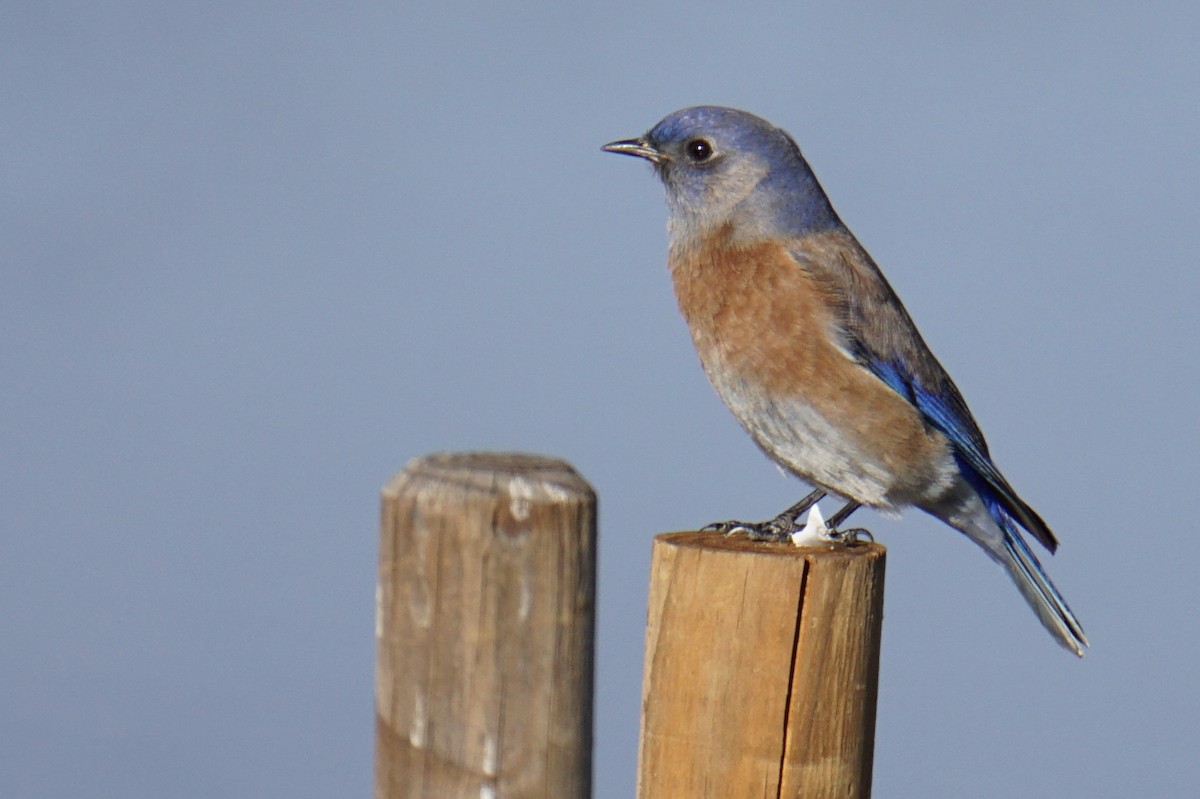 Western Bluebird - Jacob Tims