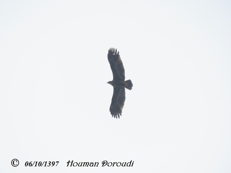 Greater Spotted Eagle - Houman Doroudi