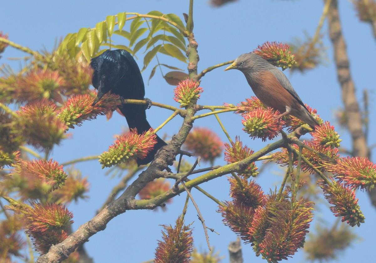 Hair-crested Drongo - ML136403151