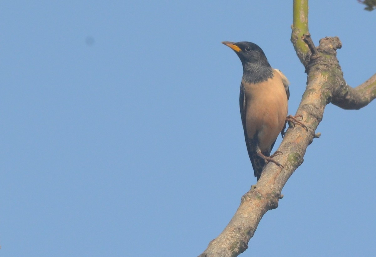 Rosy Starling - ML136403361