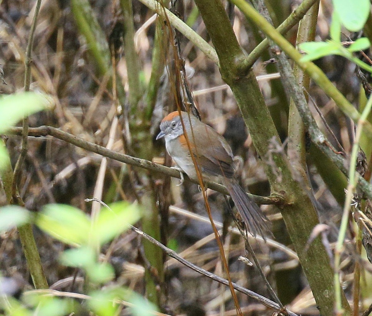 Pale-breasted Spinetail - ML136404791