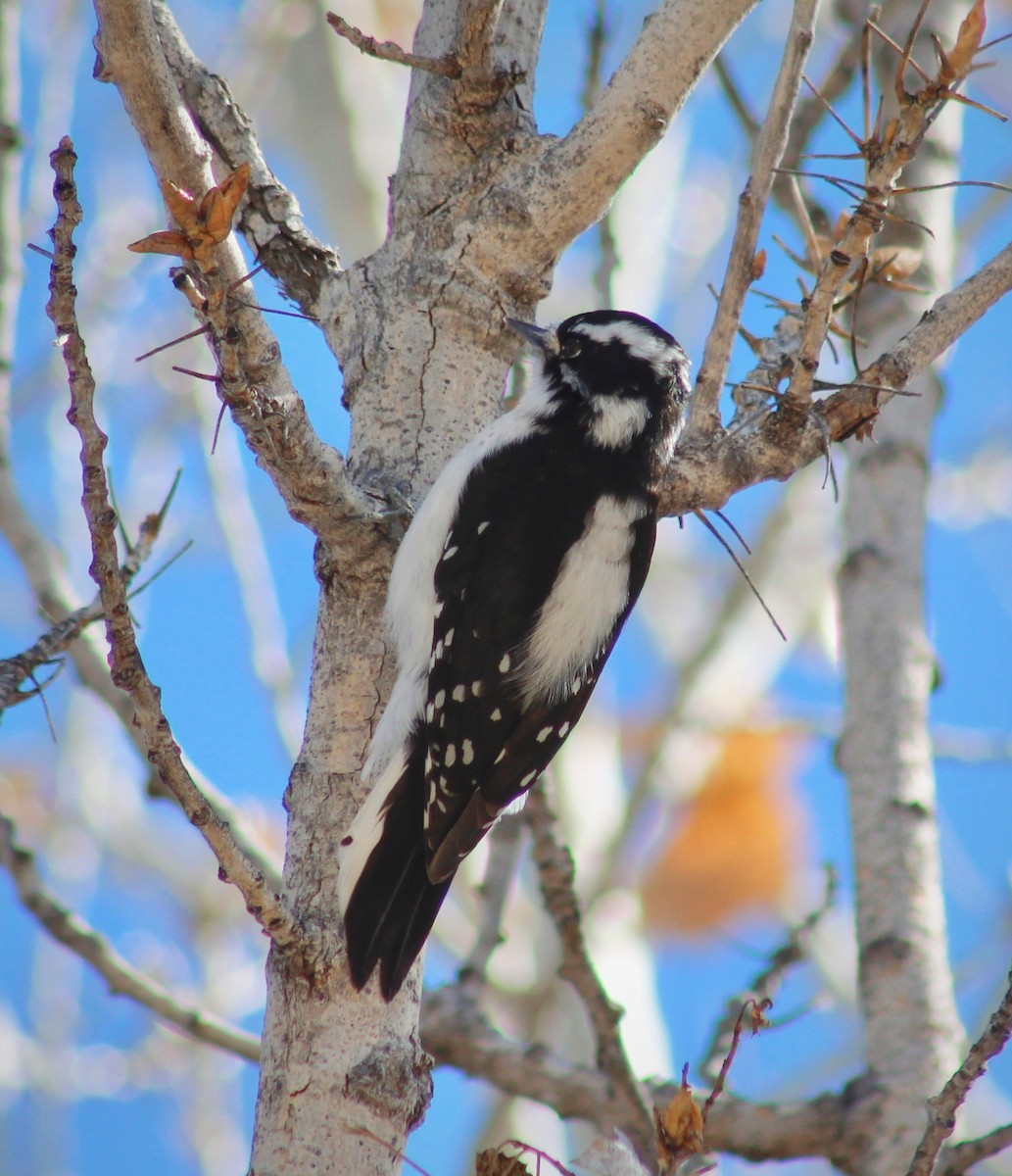 Downy Woodpecker (Rocky Mts.) - ML136405221