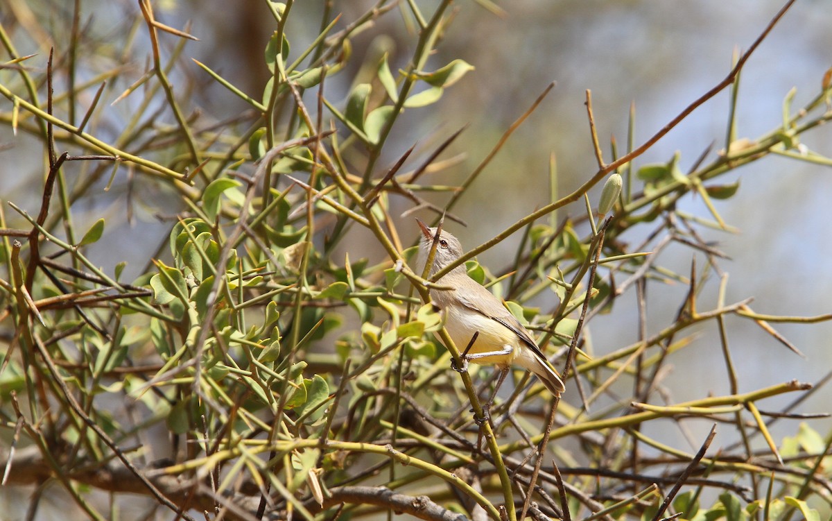 Eremomela Ventrigualda - ML136405311