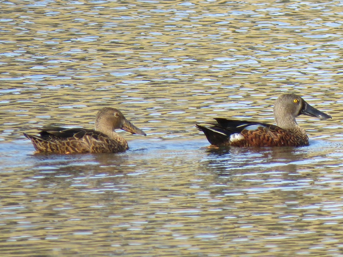 Australasian Shoveler - Sandra Henderson