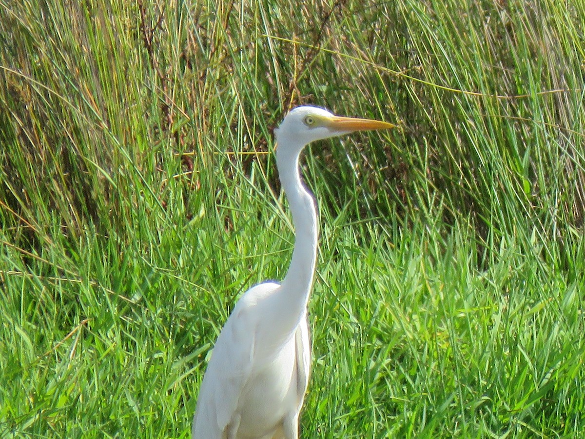 Plumed Egret - Sandra Henderson