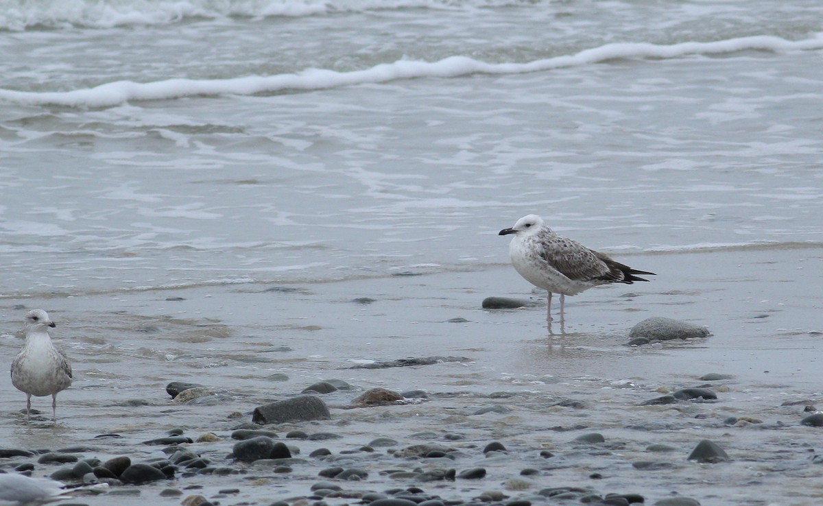 Caspian Gull - ML136406551