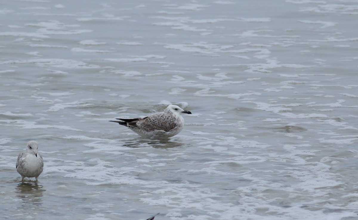 Caspian Gull - ML136406561