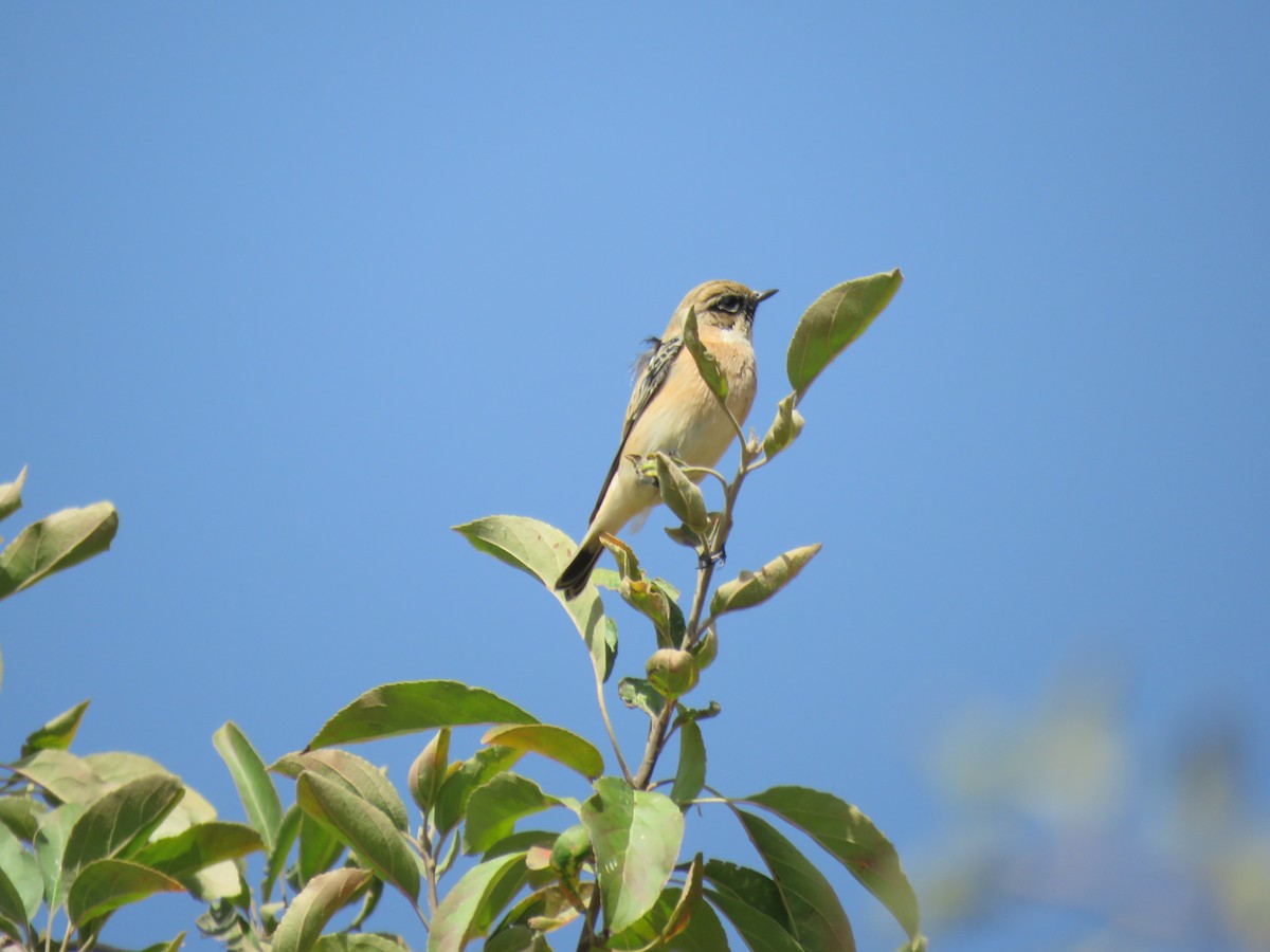 Siberian Stonechat - ML136407151