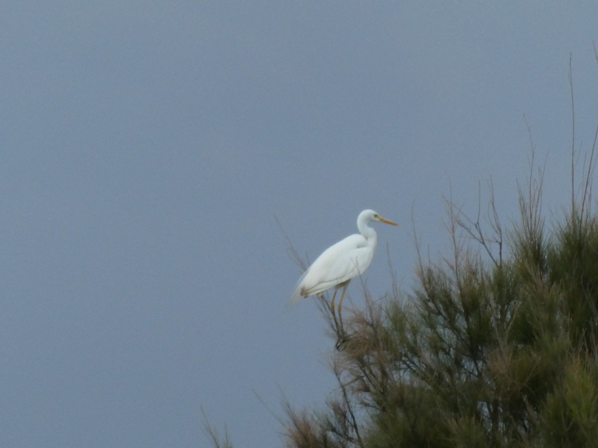 Plumed Egret - ML136407751