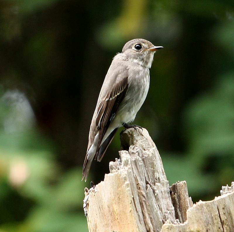 Dark-sided Flycatcher - ML136408271