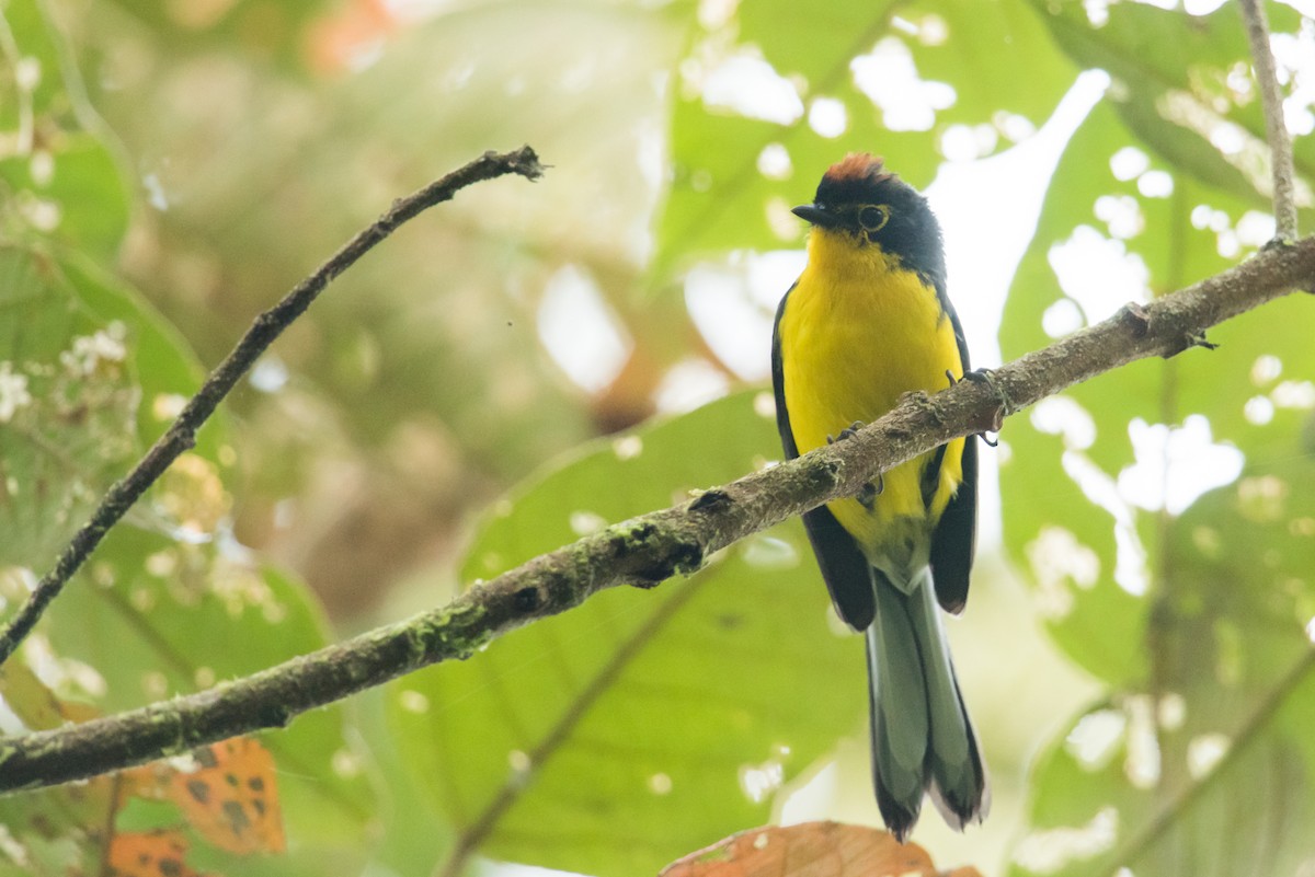 Spectacled Redstart - ML136408441