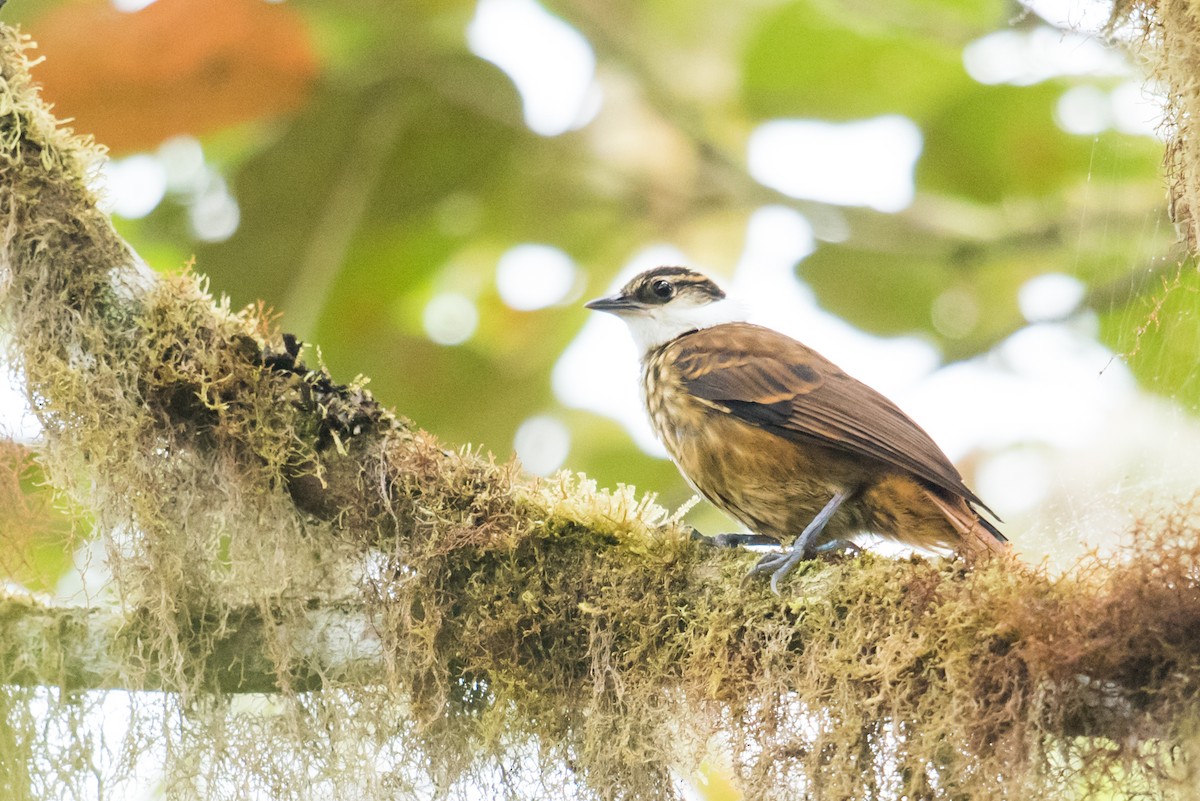 Trepamusgos Barbablanca Andino - ML136408461