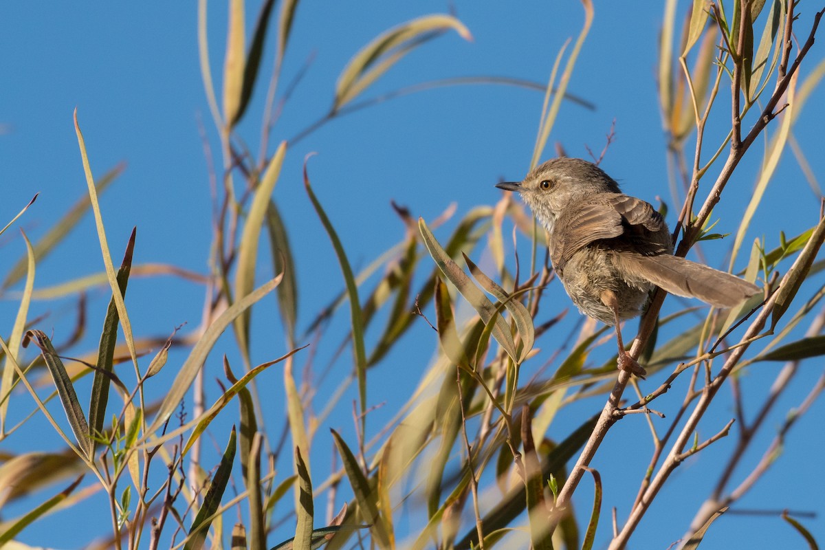 Karoo Prinia - ML136408681