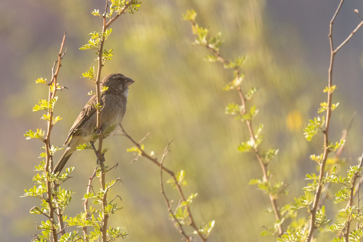 Serin à gorge blanche - ML136408701