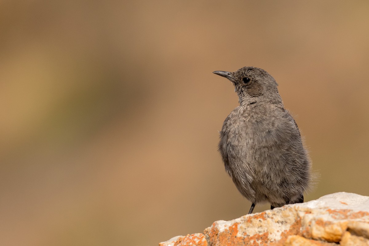 Mountain Wheatear - ML136408811