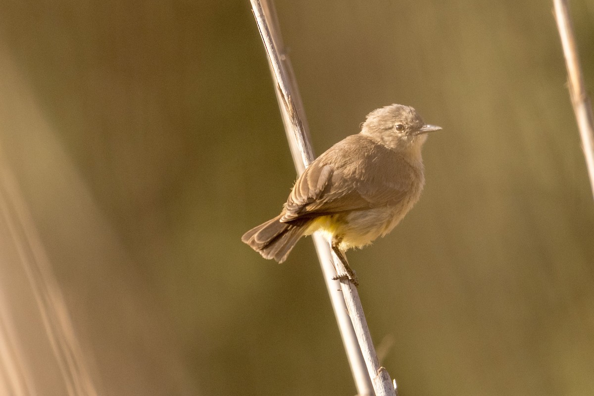 Yellow-bellied Eremomela - ML136409021