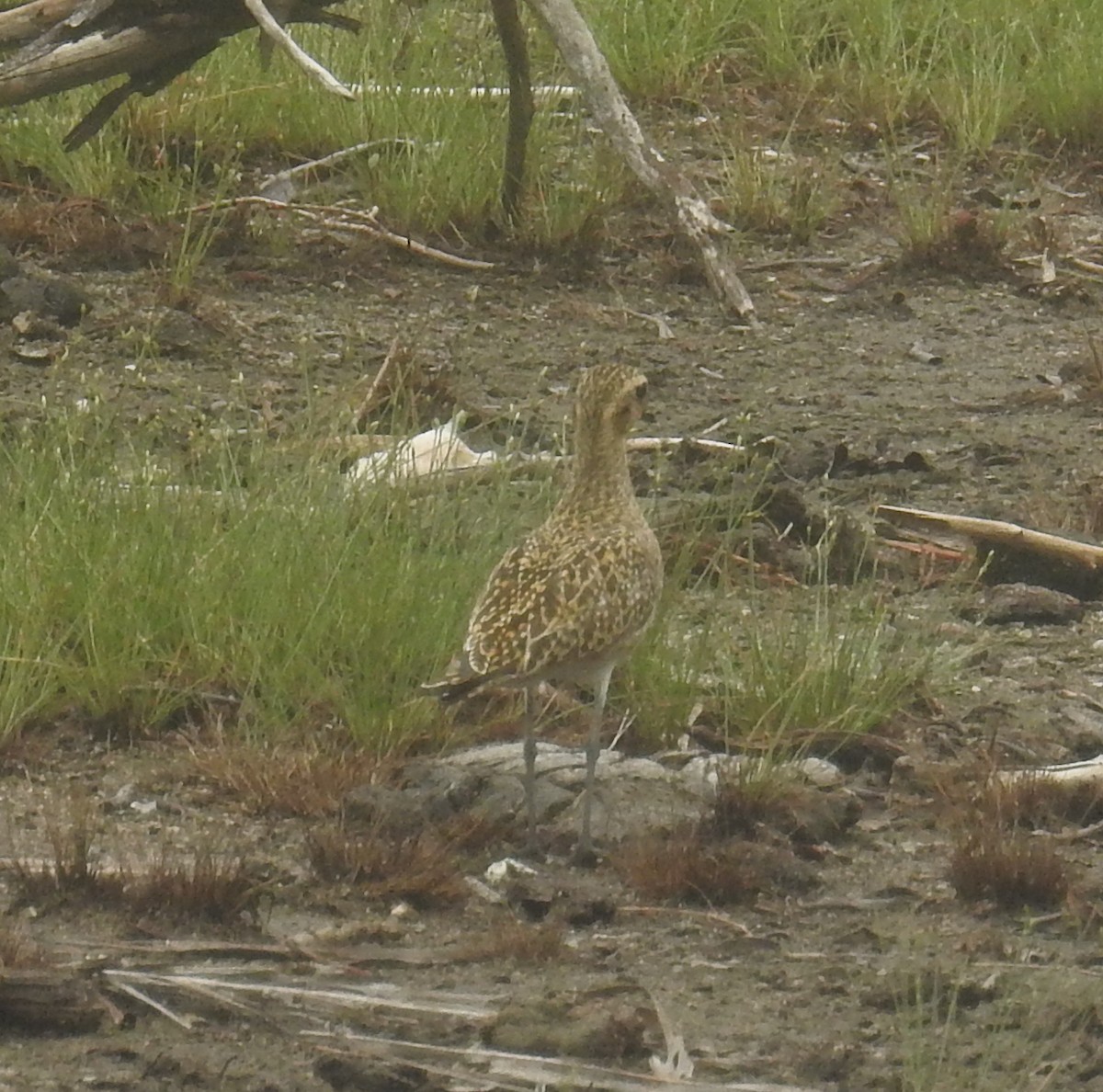 Pacific Golden-Plover - Colin Trainor