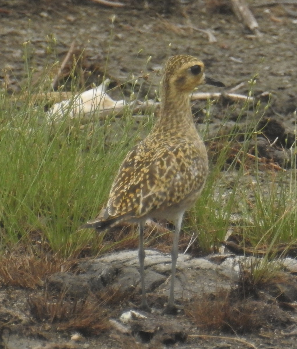 Pacific Golden-Plover - Colin Trainor