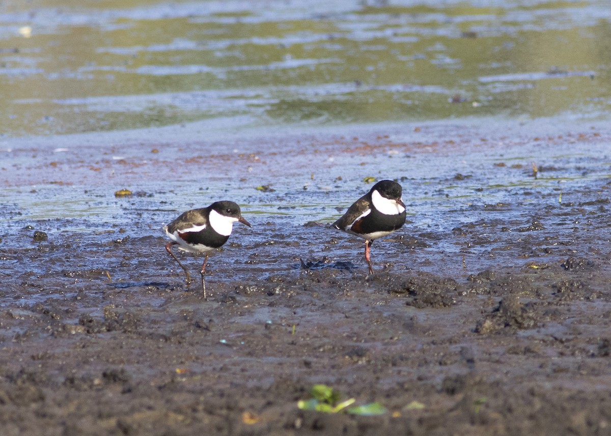 Red-kneed Dotterel - ML136410761