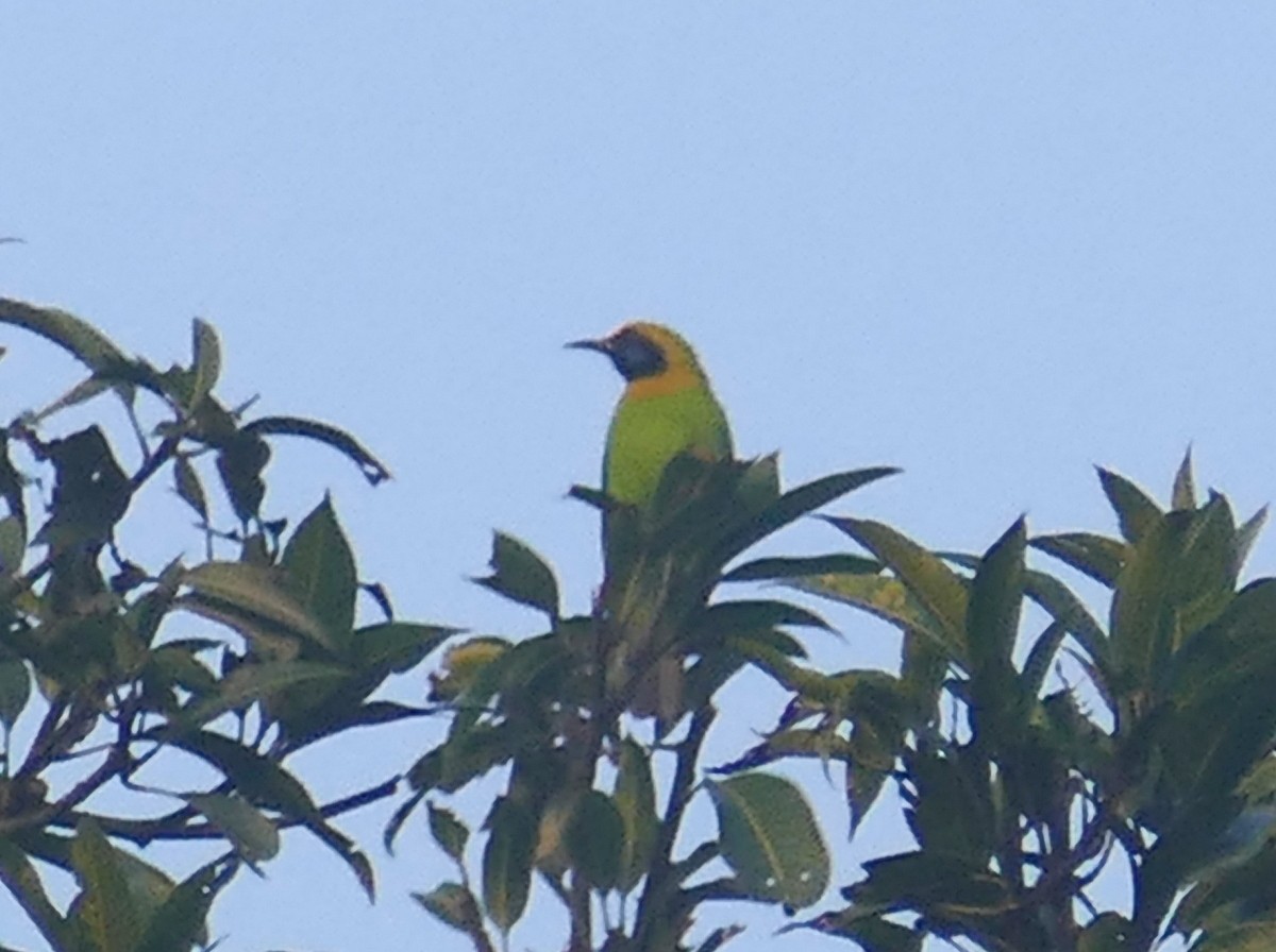 Goldstirn-Blattvogel - ML136412571