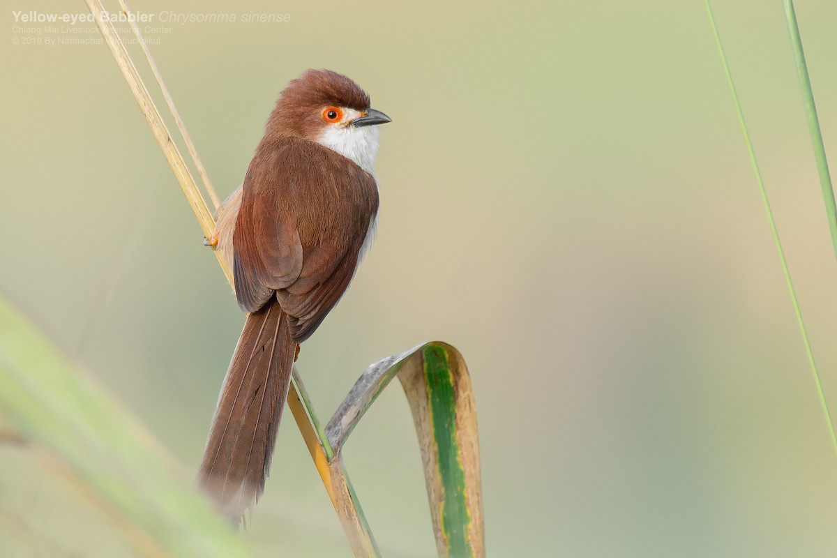 Yellow-eyed Babbler - ML136413061