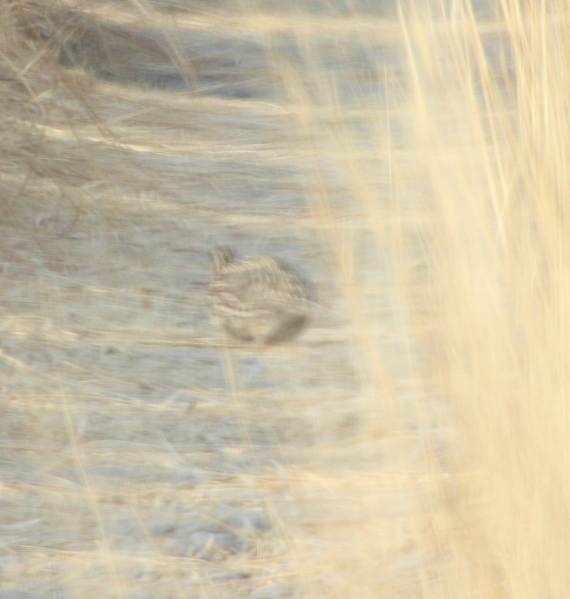 Common Quail - ML136413101