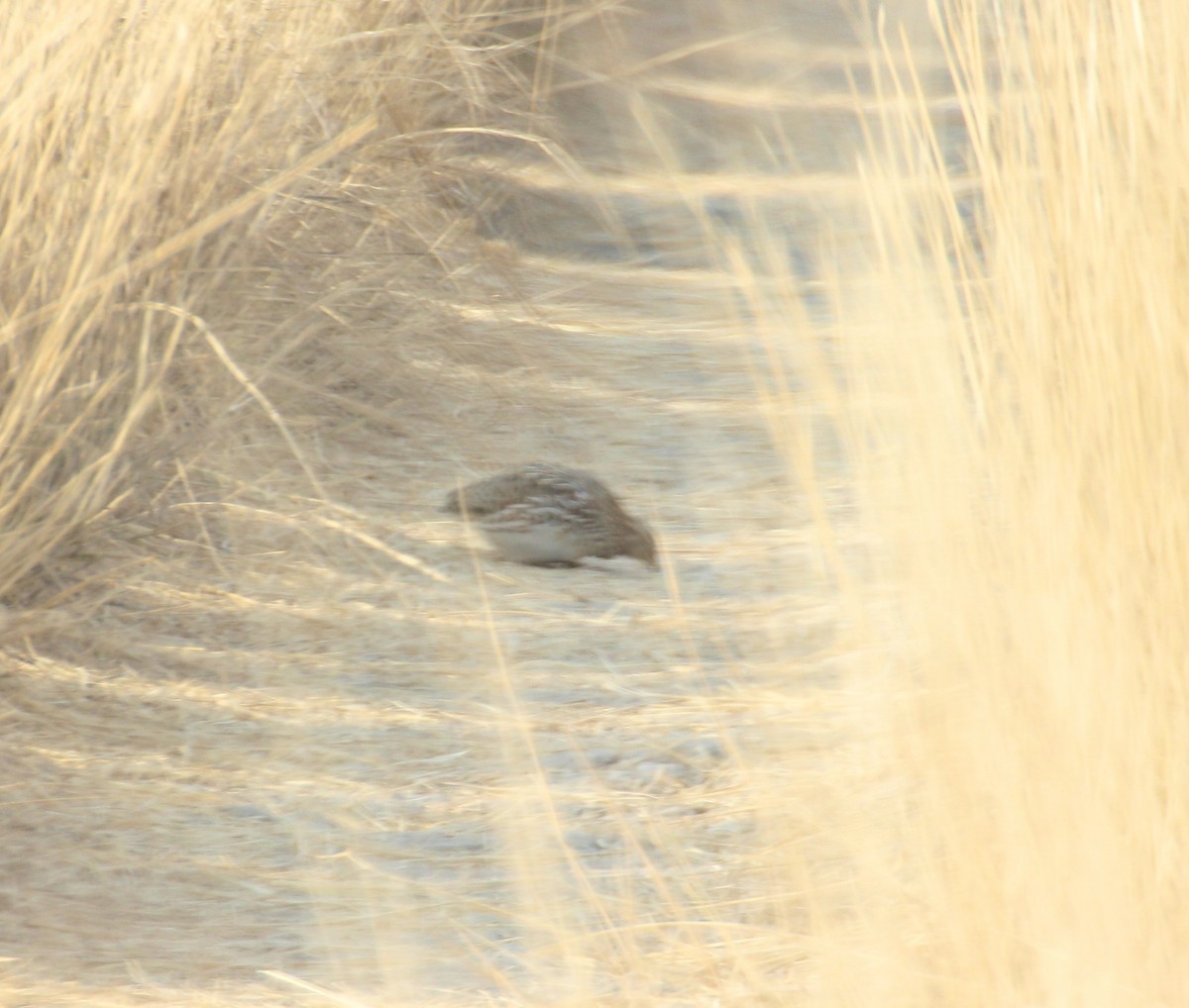 Common Quail - ML136413111