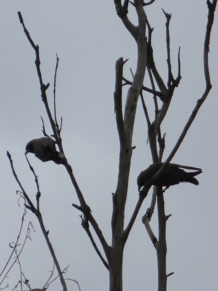Black-faced Woodswallow - ML136415501
