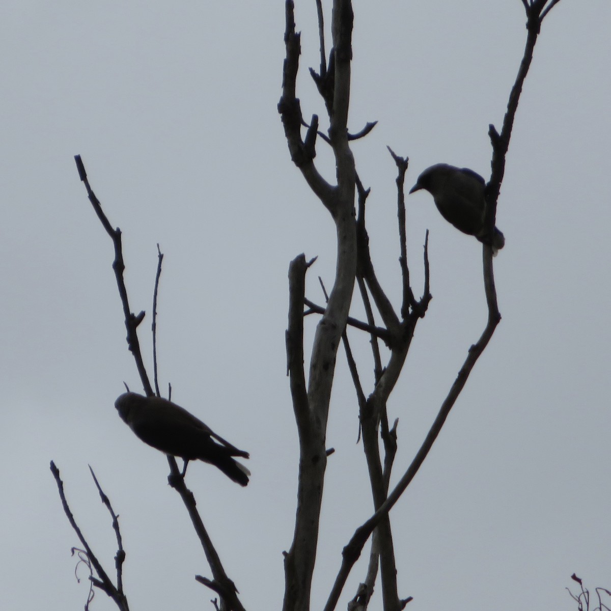 Black-faced Woodswallow - ML136415511